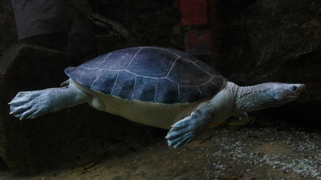 Черепаха Turtle (Testudines), Зоопарк Сингапура