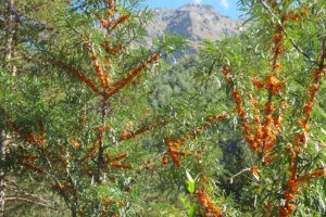 Облепиха, Sea buckthorn (Hippóphaë)